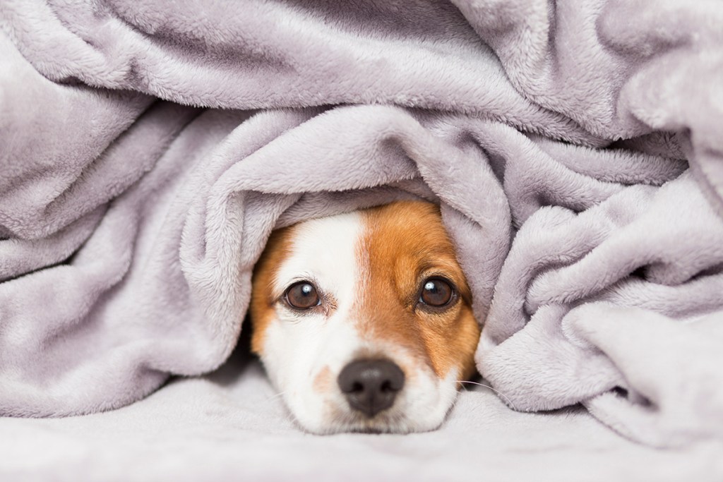 Cute dog laying on a bed with blankets on top. Only the face is showing and the rest of the body is covered. - AskDoggy